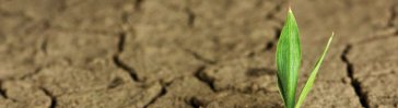 UK Treasury survey 2010 illustrative header: green shoots showing through parched earth